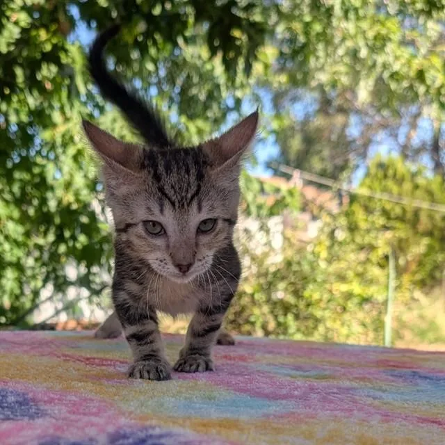 A baby small-sized female Domestic Short Hair cat named Aurora for adoption in Auburn, CA