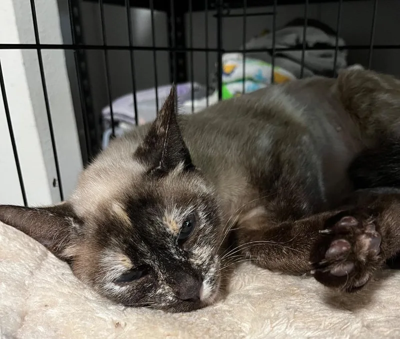 A young medium-sized female Domestic Short Hair cat named Mystique for adoption in Thompson Falls, MT