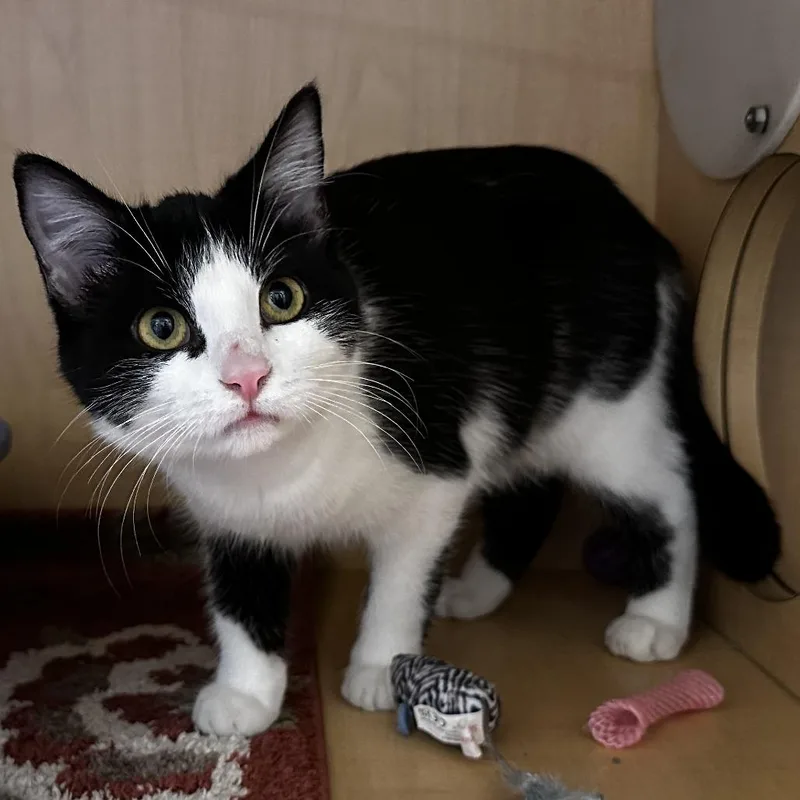 A young medium-sized female Black Domestic Short Hair cat named Lady for adoption in Washington Township, OH