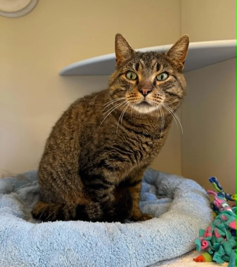 A young medium-sized male Tabby (Buff / Tan / Fawn) Domestic Short Hair cat named Louie for adoption in Elizabethtown, NY
