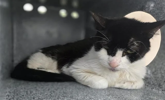 A young medium-sized female Domestic Short Hair cat named Oleta for adoption in Dallas, TX