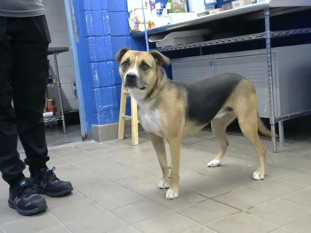 An adult small-sized female German Shepherd Dog dog named Paypaleto for adoption in Albuquerque, NM