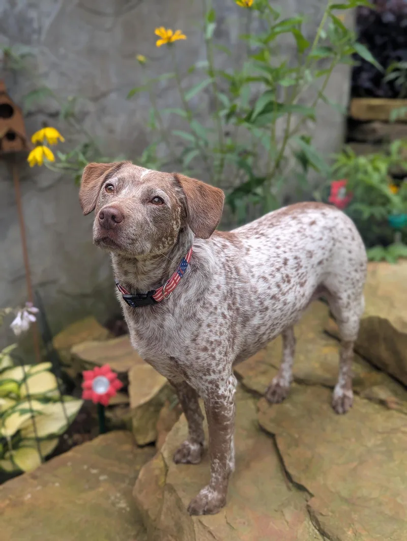 An adult medium-sized male Australian Cattle Dog / Blue Heeler dog named Dallas  COURTESY LISTING for adoption in Cookeville, TN