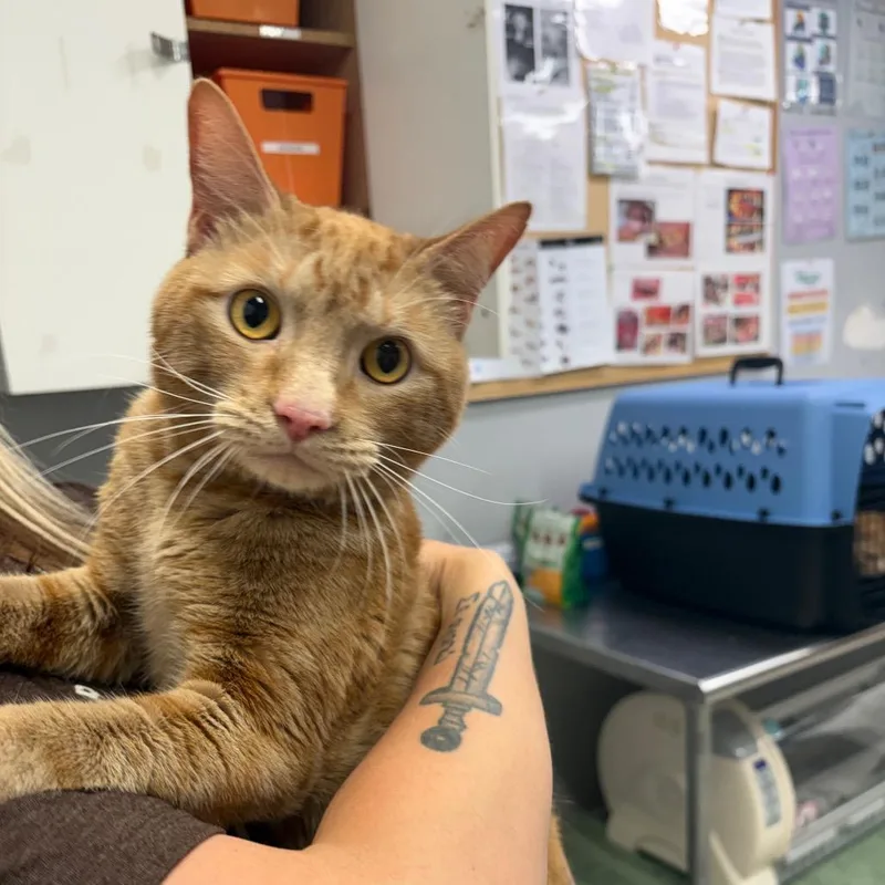 A young medium-sized male Orange / Red Domestic Short Hair cat named Pumpkin for adoption in Spokane, WA