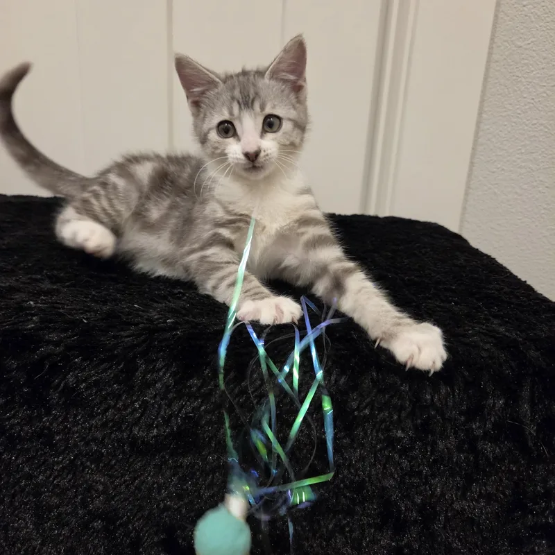 A baby medium-sized female Gray & White Domestic Short Hair cat named Luffy for adoption in Hillsboro, OR
