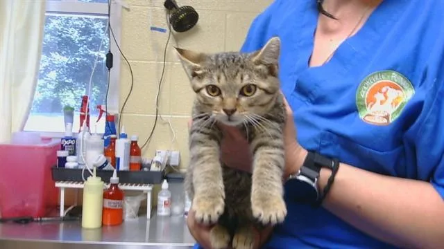 A baby medium-sized male Domestic Short Hair cat named Leo for adoption in Cookeville, TN