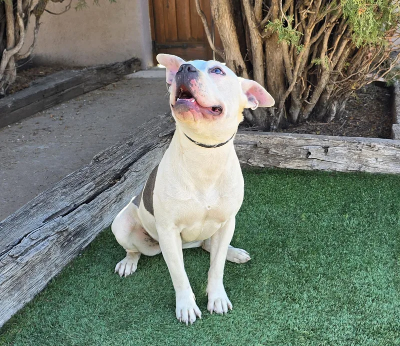 Magical Ms Mia More thumbnail 4