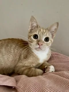 A baby medium-sized male Tabby (Orange / Red) Tabby cat named Creme Puff for adoption in Southern Pines, NC