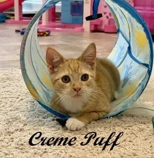 Creme Puff thumbnail 2