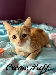 Creme Puff thumbnail 3