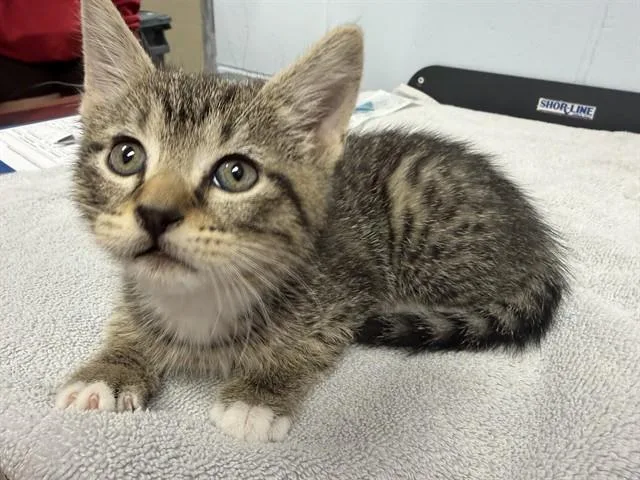 A baby small-sized male Domestic Short Hair cat named Pierogi for adoption in Ames, IA