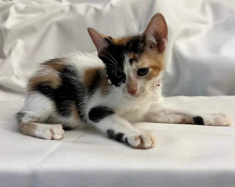 A baby medium-sized female Domestic Short Hair cat named Lumena for adoption in Margate, FL