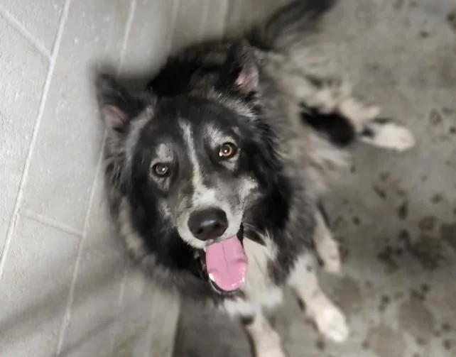 A young extra large-sized male Husky dog named Zulu for adoption in Los Angeles, CA
