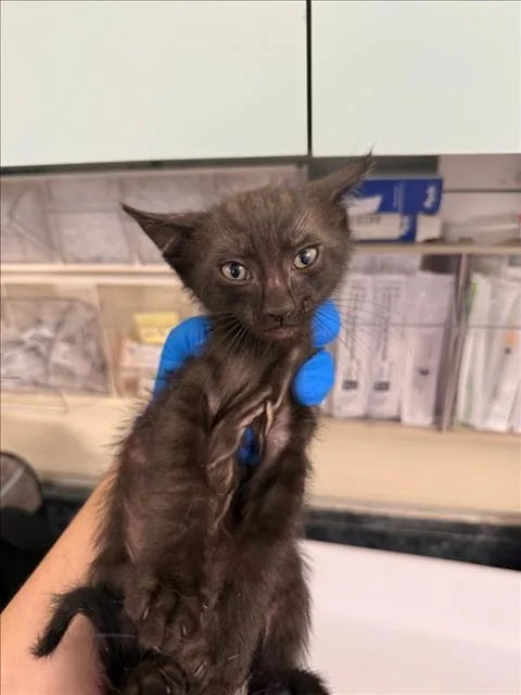A baby medium-sized male Black Domestic Short Hair cat named Mocha for adoption in Woodland, CA