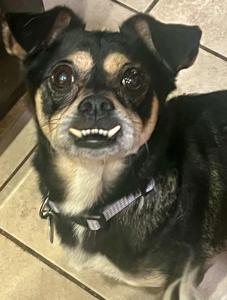 An adult small-sized male Dachshund dog named Teddie for adoption in Pomona, CA