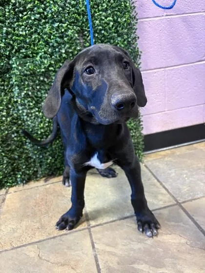 A baby medium-sized male Black Mixed Breed dog named 61569341 for adoption in El Paso, TX