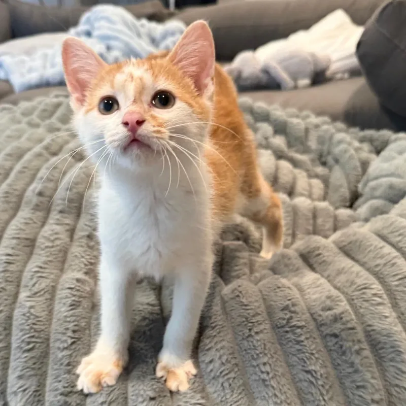 A baby small-sized male Orange / Red Domestic Short Hair cat named Elliot for adoption in Shawnee, KS
