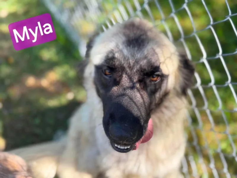 A young medium-sized female Yellow / Tan / Blond / Fawn Mastiff dog named Myla for adoption in Wheelersburg, OH