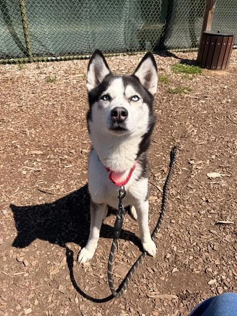 An adult medium-sized male Siberian Husky dog named Kano for adoption in Leesburg, VA