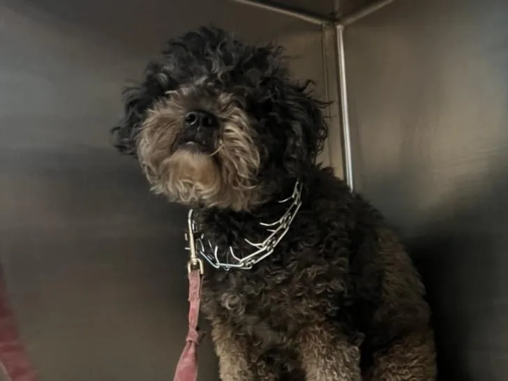 A young medium-sized female Terrier dog named Annie for adoption in San Pedro, CA