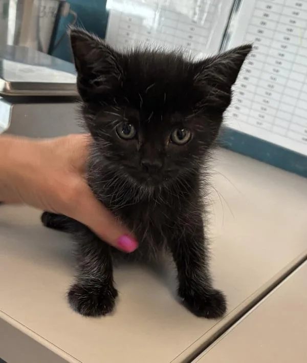 A baby medium-sized female Domestic Medium Hair cat named Sarsaparilla for adoption in Salt Lake City, UT