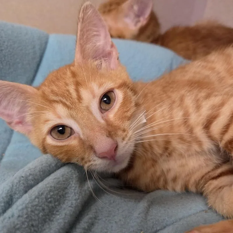 A baby small-sized male Orange / Red Domestic Short Hair cat named Zack for adoption in New York, NY