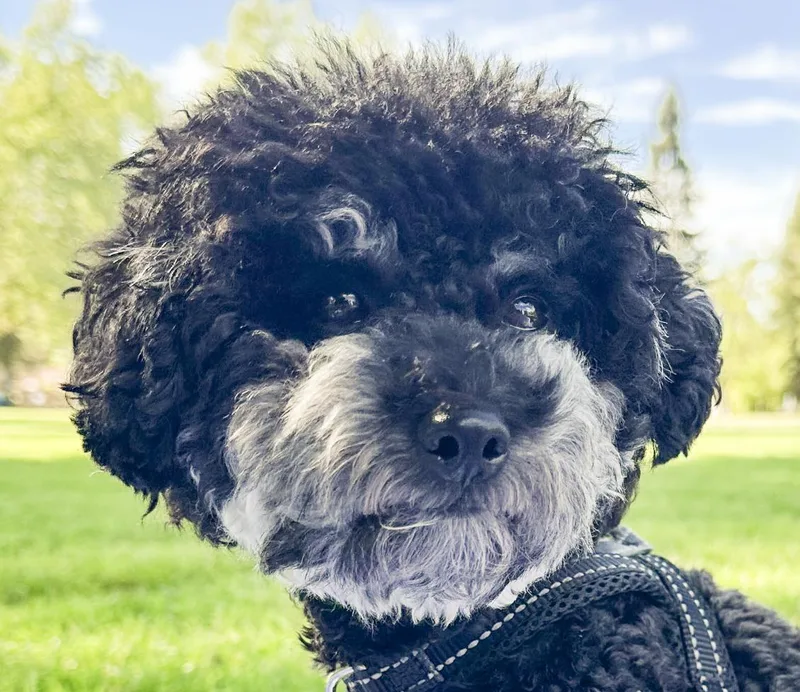 An adult small-sized male Miniature Poodle dog named Timmy for adoption in San Ramon, CA