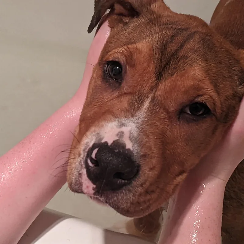 A baby medium-sized male Pit Bull Terrier dog named Sentry for adoption in Martinez, CA