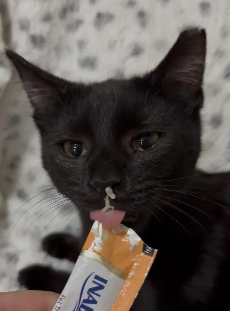 A baby small-sized male Black Domestic Short Hair cat named Ozzy for adoption in Panama City Beach, FL