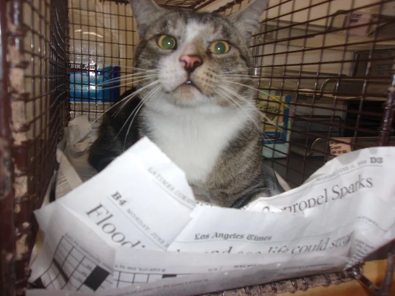 An adult large-sized male Domestic Short Hair cat named Mancha for adoption in Van Nuys, CA