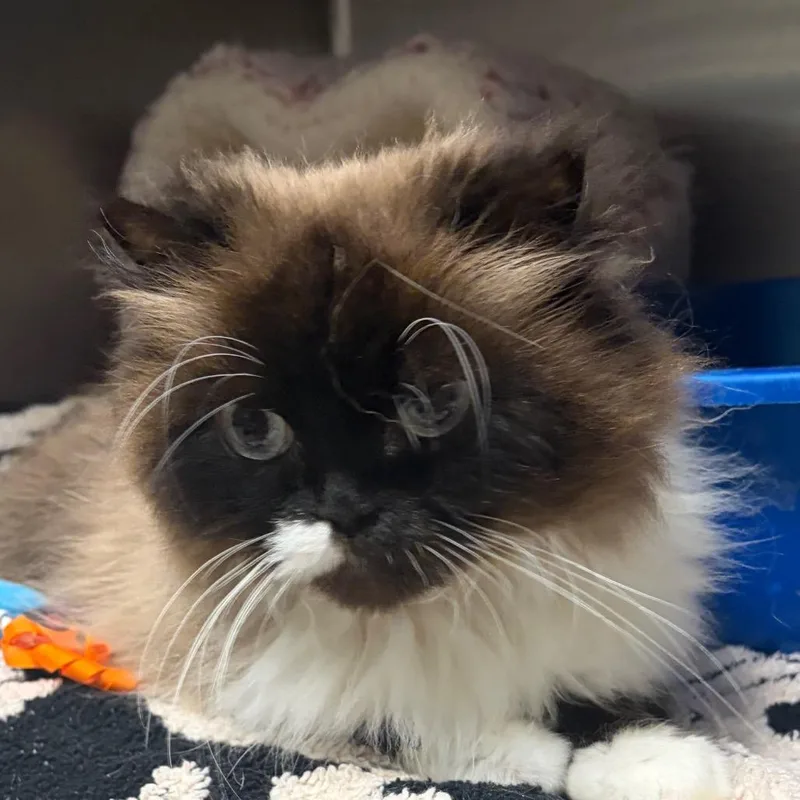 A senior medium-sized female Smoke Domestic Short Hair cat named Lizzie Borden for adoption in Fredericksburg, VA