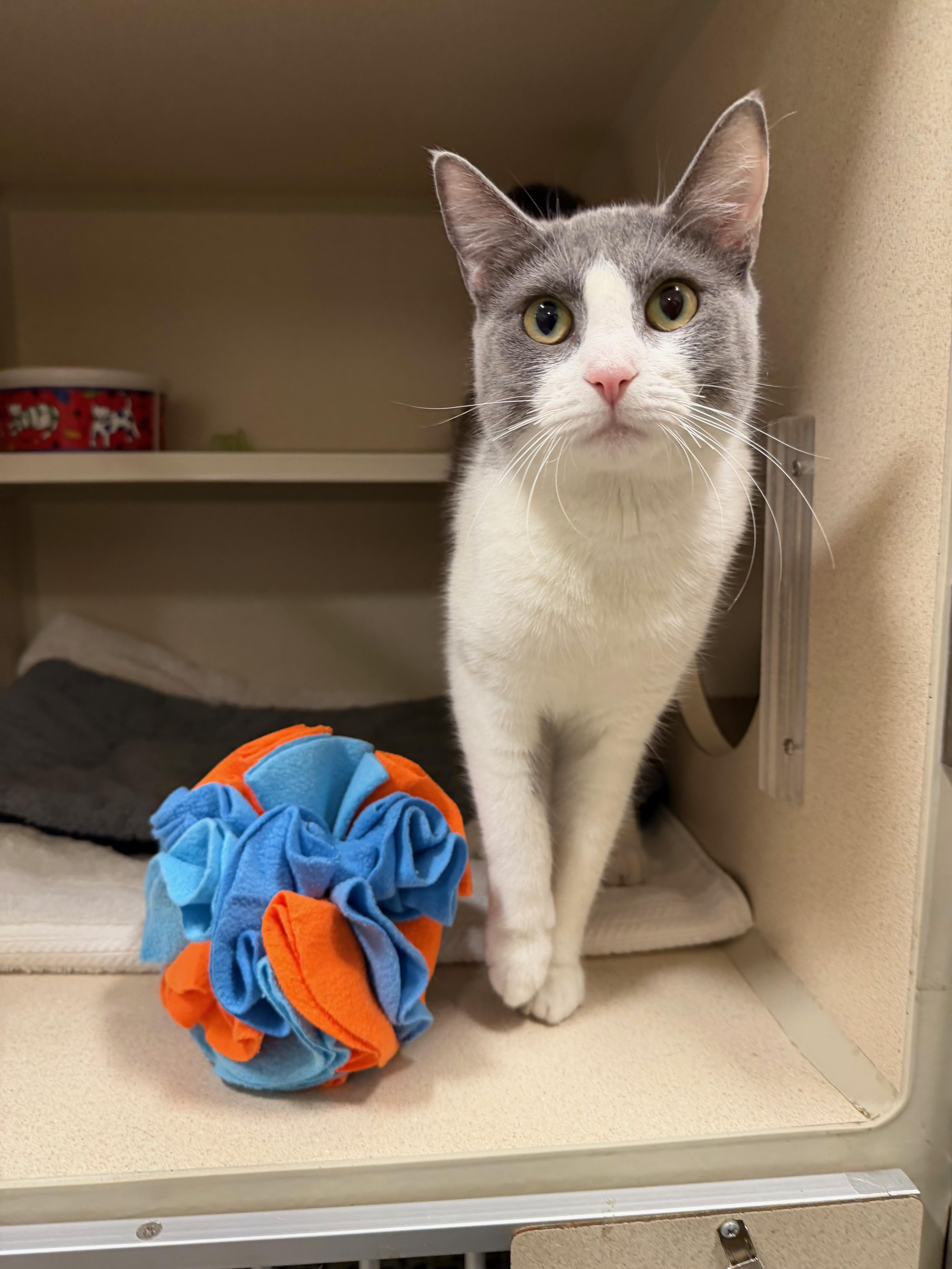 An adult medium-sized female Gray & White Tuxedo cat named Pancha for adoption in New Rochelle, NY