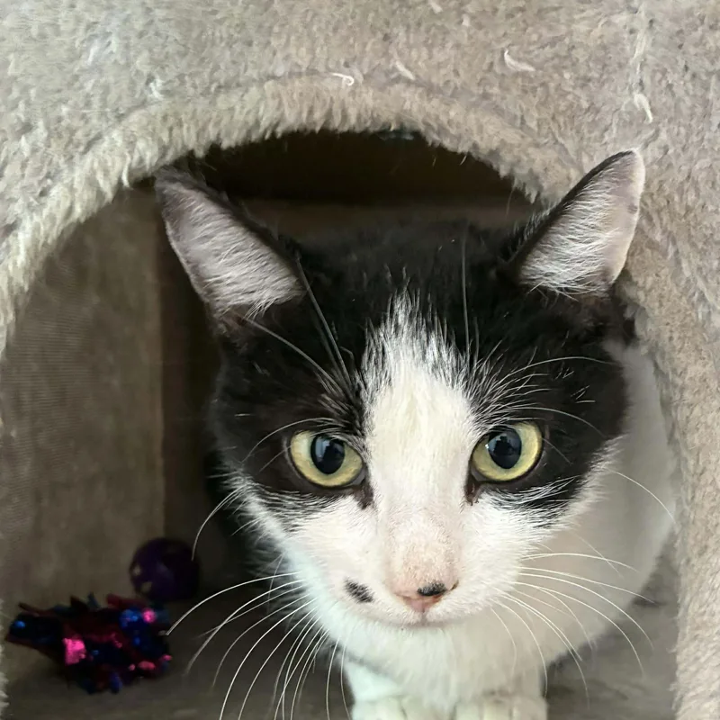 Marilyn Monroe thumbnail 3