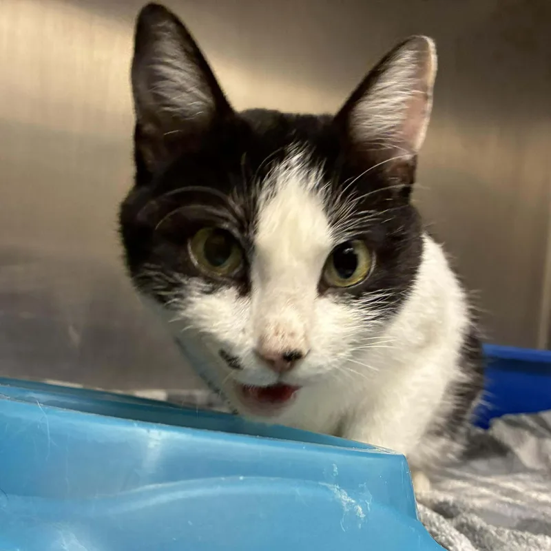 Marilyn Monroe thumbnail 4