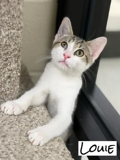 A young medium-sized male Domestic Short Hair cat named Louie for adoption in Valparaiso, IN