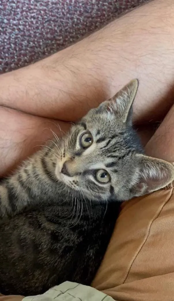 A young medium-sized male Tabby (Brown / Chocolate) Domestic Short Hair cat named Bodhi for adoption in Findlay, OH