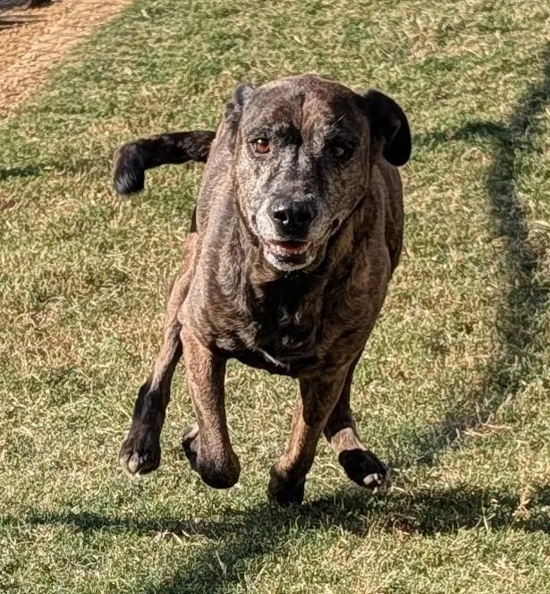 An adult large-sized female Boxer dog named Trixie A for adoption in Plano, TX