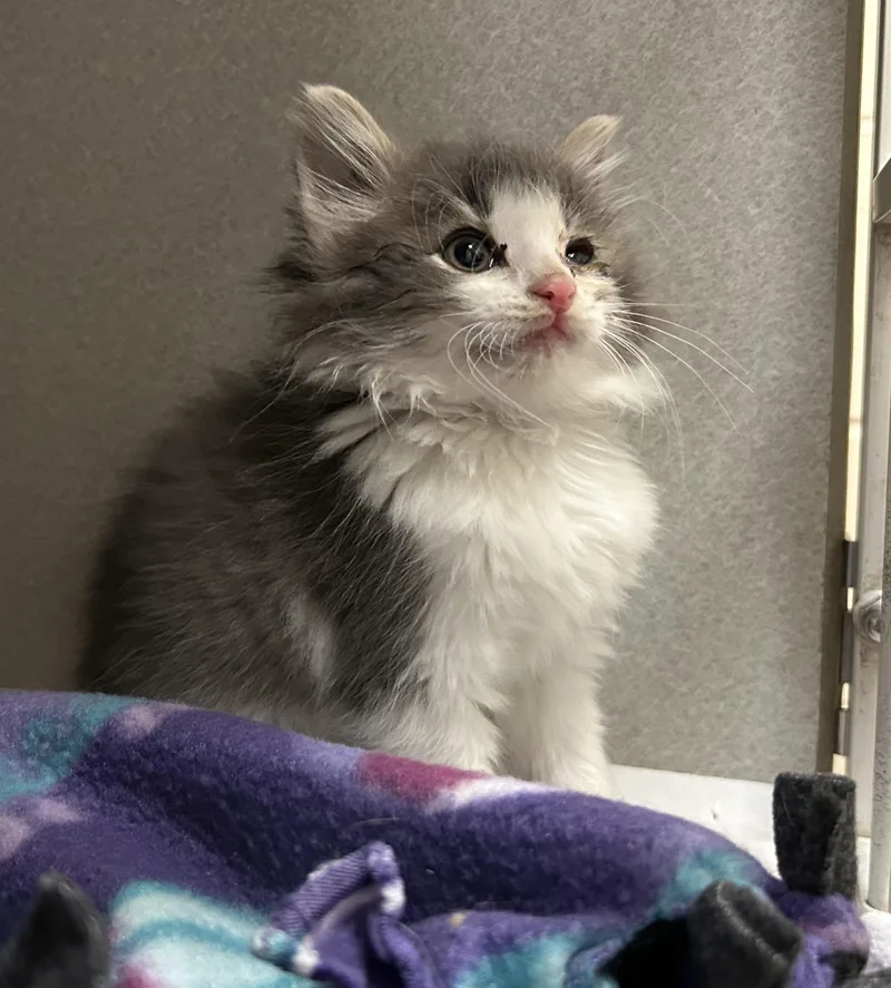 A baby medium-sized male Gray & White Domestic Long Hair cat named Avocado for adoption in Mason City, IA