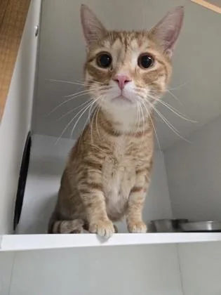 A baby medium-sized male Domestic Short Hair cat named Stachybo for adoption in Savannah, GA