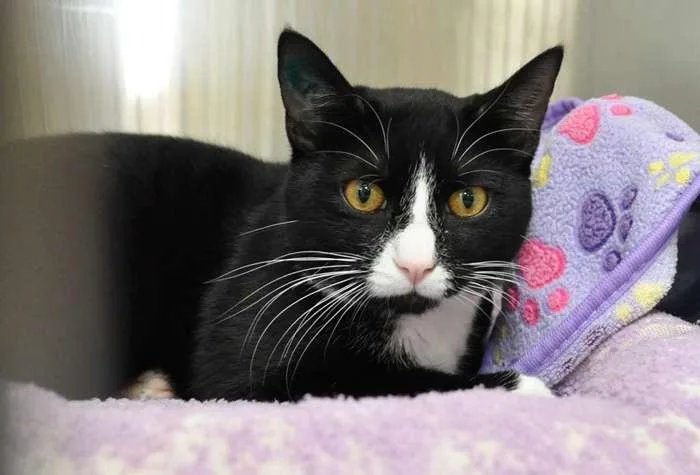 Albert Whisker