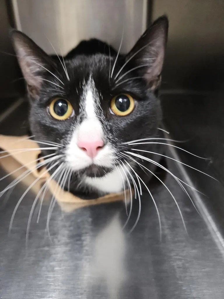 Albert Whisker thumbnail 2