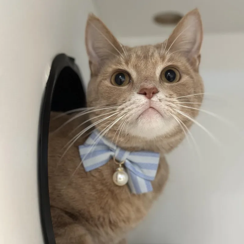 An adult medium-sized male Buff / Tan / Fawn Domestic Short Hair cat named Eugene for adoption in Matteson, IL
