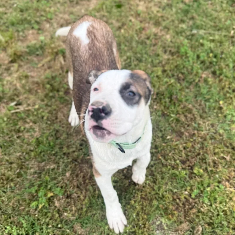 Apollo