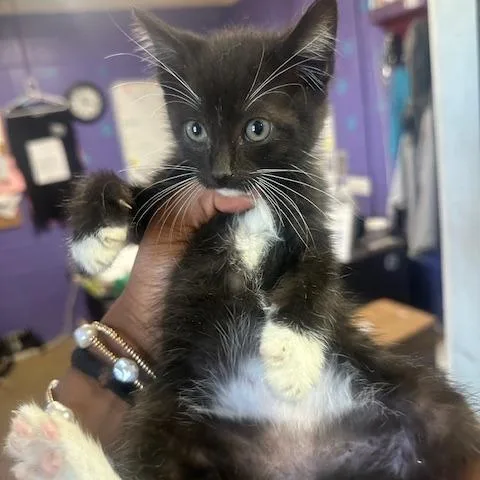 A baby small-sized male Black Domestic Short Hair cat named Dawg for adoption in Enterprise, AL
