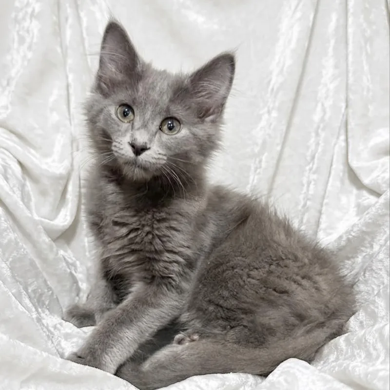 A baby small-sized female Ragdoll cat named Periwinkle for adoption in Miami, FL