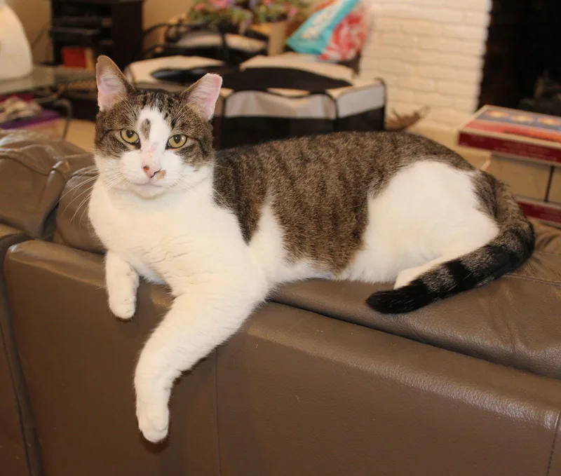 Rocky  Fiv+ thumbnail 3