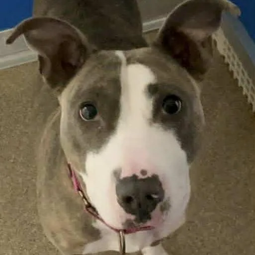 An adult medium-sized female Brindle Pit Bull Terrier dog named Mitzi for adoption in Ballston Spa, NY