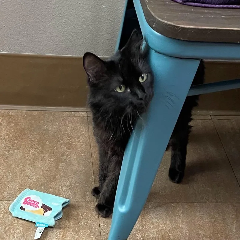 An adult medium-sized female Black Domestic Long Hair cat named Mocha for adoption in Westminster, CA