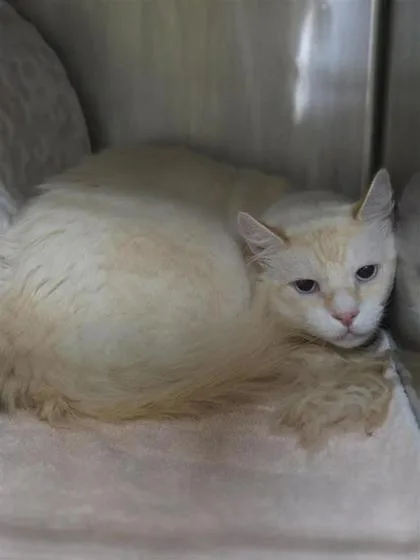 An adult large-sized male Domestic Long Hair cat named Billie for adoption in Largo, FL