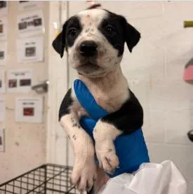 A baby medium-sized female Mixed Breed dog named Celia for adoption in West Chester, PA